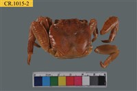 藏品(光手酋婦蟹)的圖片